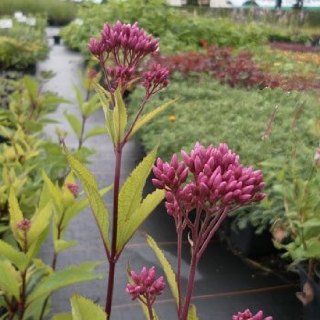 Roter Wasserdost Atropurpureum   Eupatorium fistulosum