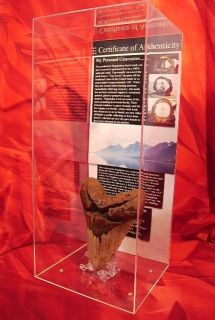 Clear Custom Acrylic Display Case for Megalodon Teeth