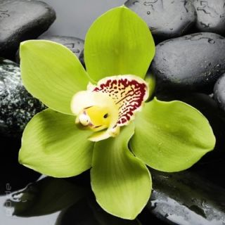 Glasbild Green Orchid gruene Orchidee Steine Wasser Feng Shui Wellness