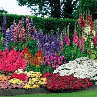 47 Pflanzen + 100 Blumenzwiebeln Garten