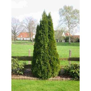 St.Thuja Lebensbaum Smaragd Topfballen 40 45 cm Garten
