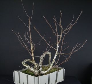 Bonsai   Betula pendula, Sand Birke, YAMADORI, 103/14