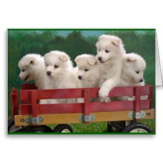 Samoyed Puppies Card