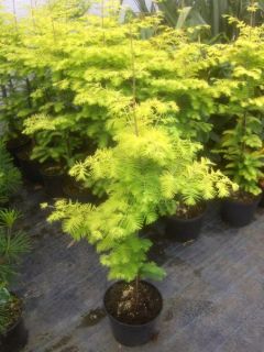 Metasequoia glyptostroboides Goldrush, gelber Mammutbaum 120cm