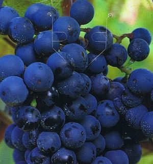 Weinrebe Dornfelder (Vitis vinifera) 80 100 cm