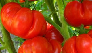 Historische Tomate   Costoluto Genovese   #429