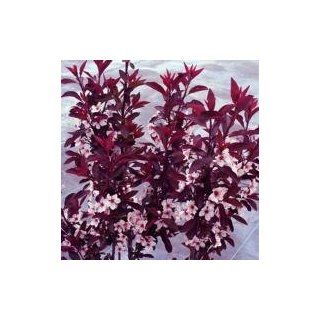 Zwerg Blutpflaume/Prunus cistena Garten