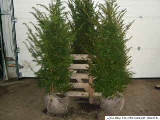 Heckenpflanze Taxus Baccata Eibe 150 170 cm Sichtschutz Heckenpflanzen