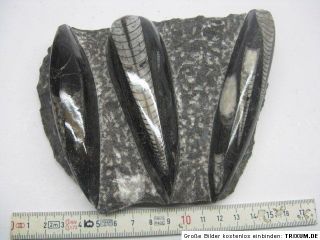 ,Orthocerasplatte,ca.12x14cm,Fossilien,Mineralien,Edelstein,0,8kg/763