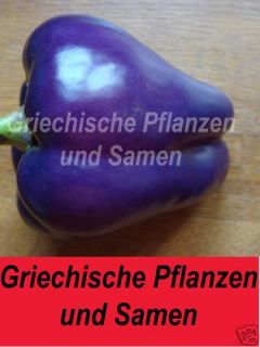purple Bell Paprika lila ** sehr ertragreich * 10 Samen