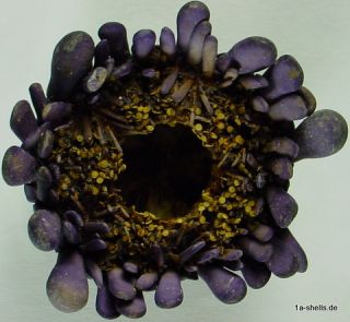sea urchin seeigel   colobocentrotus atratus 55 mm