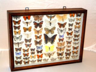 Sammlung   Schmetterlinge Schaukasten   72 Exponate Ab 1930
