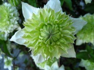 Clematis florida Alba Plenaexclusive Schönheit