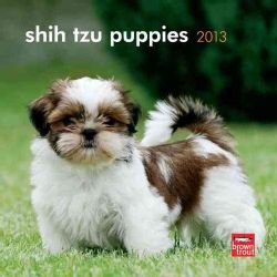 Shih Tzu Puppies 2013 Calendar (Calendar)