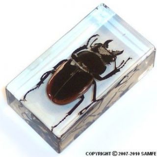 Real Insect Paperweight   Chinese Stag Beetle Clothing