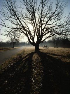 A Large Spreading Oak Dwarfs a Brace of Cannon